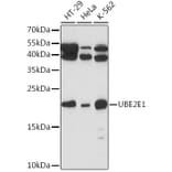 Western Blot - Anti-UBCH6/UBE2E1 Antibody (A307724) - Antibodies.com