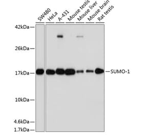 Western Blot - Anti-Sumo 1 Antibody [ARC0215] (A307733) - Antibodies.com