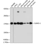 Western Blot - Anti-Sumo 1 Antibody [ARC0215] (A307733) - Antibodies.com