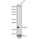 Western Blot - Anti-Sumo 1 Antibody [ARC0215] (A307733) - Antibodies.com