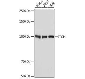 Western Blot - Anti-ITCH/AIP4 Antibody [ARC1759] (A307734) - Antibodies.com