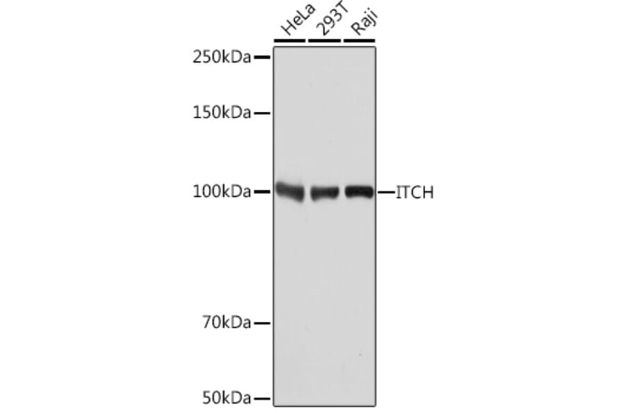 Western Blot - Anti-ITCH/AIP4 Antibody [ARC1759] (A307734) - Antibodies.com