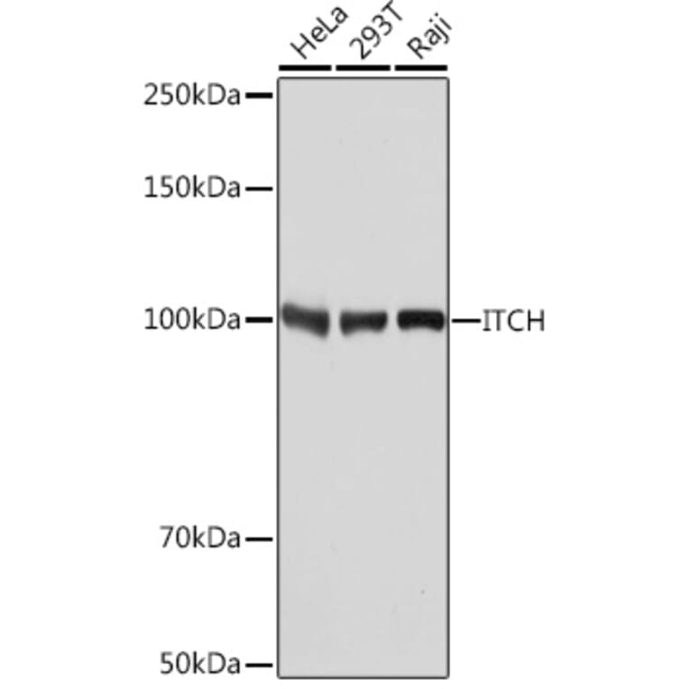 Western Blot - Anti-ITCH/AIP4 Antibody [ARC1759] (A307734) - Antibodies.com