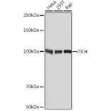 Western Blot - Anti-ITCH/AIP4 Antibody [ARC1759] (A307734) - Antibodies.com