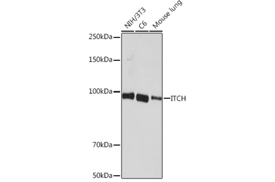 Western Blot - Anti-ITCH/AIP4 Antibody [ARC1759] (A307734) - Antibodies.com
