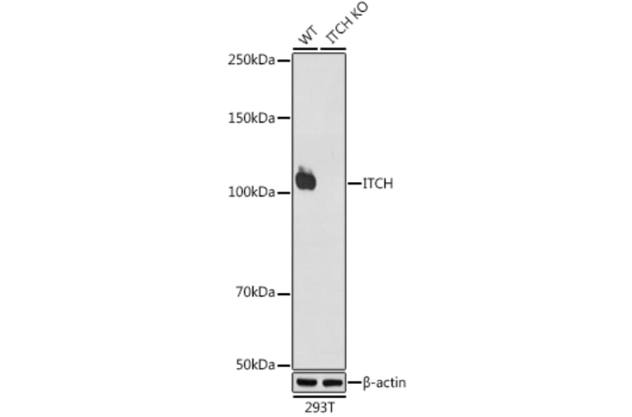 Western Blot - Anti-ITCH/AIP4 Antibody [ARC1759] (A307734) - Antibodies.com