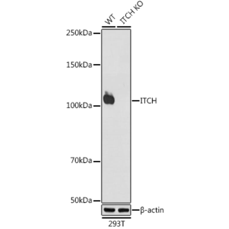 Western Blot - Anti-ITCH/AIP4 Antibody [ARC1759] (A307734) - Antibodies.com