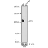 Western Blot - Anti-ITCH/AIP4 Antibody [ARC1759] (A307734) - Antibodies.com