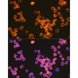 Immunofluorescence - Anti-DC-SIGN Antibody [ARC1679] (A307735) - Antibodies.com