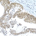 Immunohistochemistry - Anti-METTL3 Antibody (A307736) - Antibodies.com