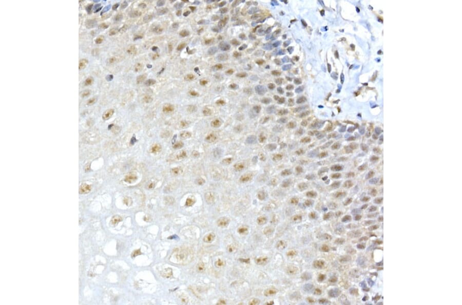 Immunohistochemistry - Anti-METTL3 Antibody (A307736) - Antibodies.com