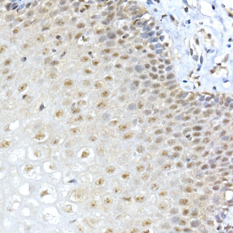 Immunohistochemistry - Anti-METTL3 Antibody (A307736) - Antibodies.com