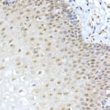 Immunohistochemistry - Anti-METTL3 Antibody (A307736) - Antibodies.com