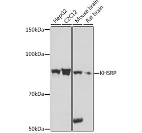 Western Blot - Anti-KHSRP Antibody (A307738) - Antibodies.com