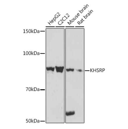 Western Blot - Anti-KHSRP Antibody [ARC1402] (A307738) - Antibodies.com