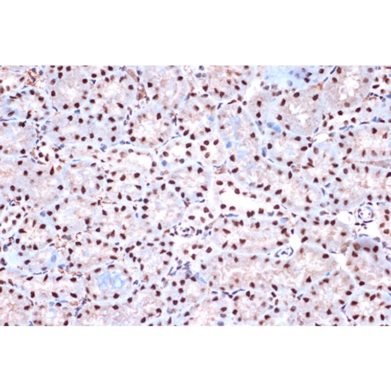 Immunohistochemistry - Anti-KHSRP Antibody [ARC1402] (A307738) - Antibodies.com