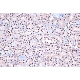 Immunohistochemistry - Anti-KHSRP Antibody [ARC1402] (A307738) - Antibodies.com