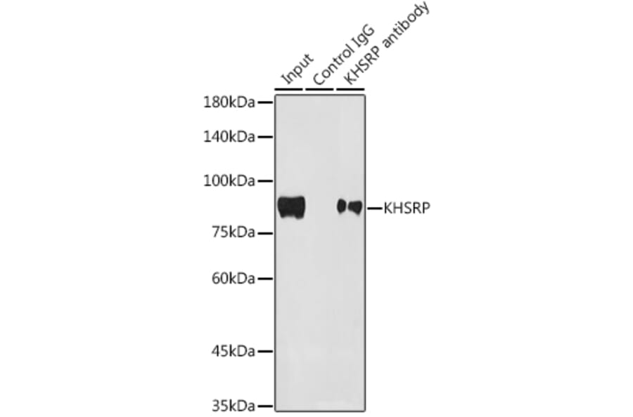 Western Blot - Anti-KHSRP Antibody [ARC1402] (A307738) - Antibodies.com