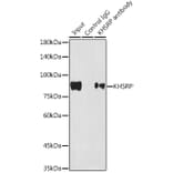 Western Blot - Anti-KHSRP Antibody [ARC1402] (A307738) - Antibodies.com