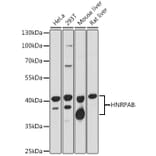 Western Blot - Anti-HNRPAB Antibody (A307739) - Antibodies.com