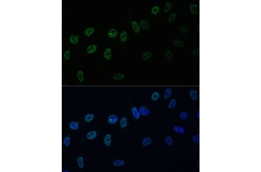 Immunofluorescence - Anti-HNRPAB Antibody (A307739) - Antibodies.com
