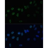 Immunofluorescence - Anti-HNRPAB Antibody (A307739) - Antibodies.com