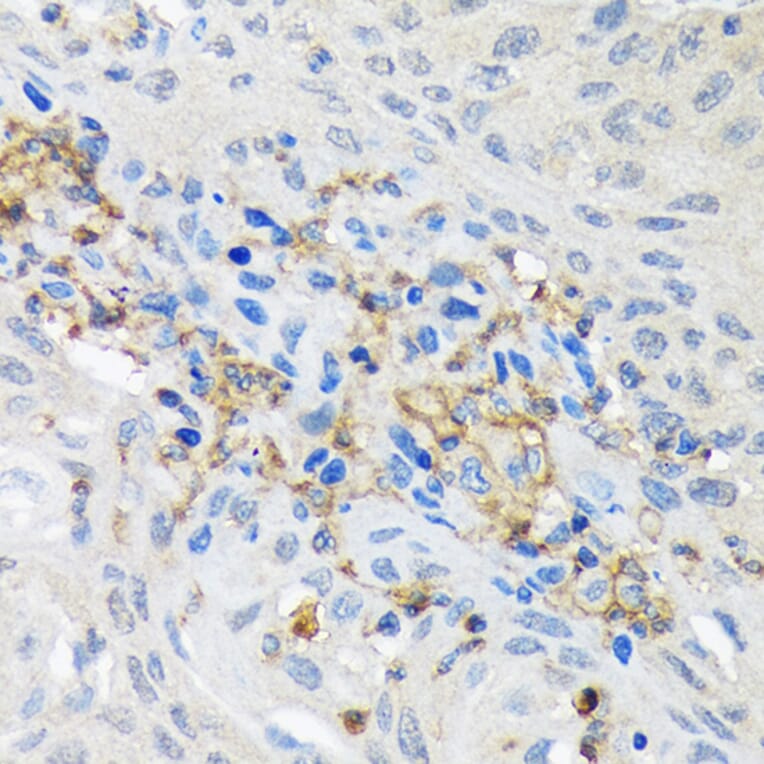 Immunohistochemistry - Anti-GNB2 Antibody [ARC1675] (A307743) - Antibodies.com