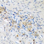 Immunohistochemistry - Anti-GNB2 Antibody [ARC1675] (A307743) - Antibodies.com