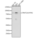 Western Blot - Anti-HTF9C/TRMT2A Antibody (A307746) - Antibodies.com