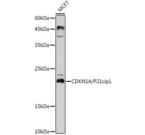 Western Blot - Anti-p21 Antibody (A307747) - Antibodies.com