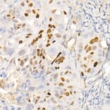 Immunohistochemistry - Anti-p21 Antibody [ARC51040] (A307748) - Antibodies.com