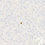 Immunohistochemistry - Anti-p21 Antibody [ARC51040] (A307748) - Antibodies.com
