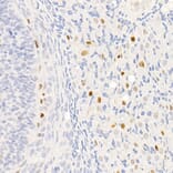 Immunohistochemistry - Anti-p21 Antibody [ARC51040] (A307748) - Antibodies.com