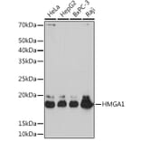 Western Blot - Anti-HMGA1 Antibody [ARC1060] (A307749) - Antibodies.com