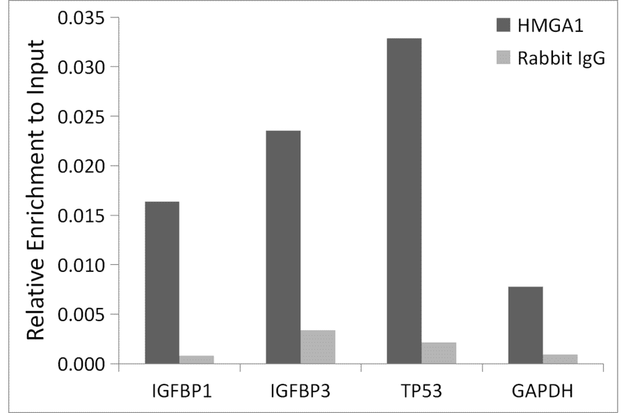 Chromatin Immunoprecipitation - Anti-HMGA1 Antibody (A307749) - Antibodies.com