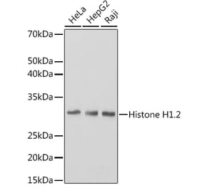 Western Blot - Anti-Histone H1.2 Antibody [ARC1836] (A307750) - Antibodies.com