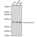 Western Blot - Anti-Histone H1.2 Antibody [ARC1836] (A307750) - Antibodies.com