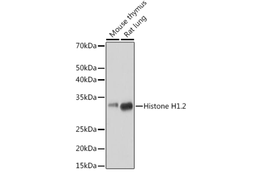 Western Blot - Anti-Histone H1.2 Antibody [ARC1836] (A307750) - Antibodies.com