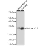Western Blot - Anti-Histone H1.2 Antibody [ARC1836] (A307750) - Antibodies.com