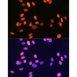 Immunofluorescence - Anti-Histone H1.2 Antibody [ARC1836] (A307750) - Antibodies.com