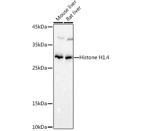 Western Blot - Anti-Histone H1.4 Antibody (A307751) - Antibodies.com