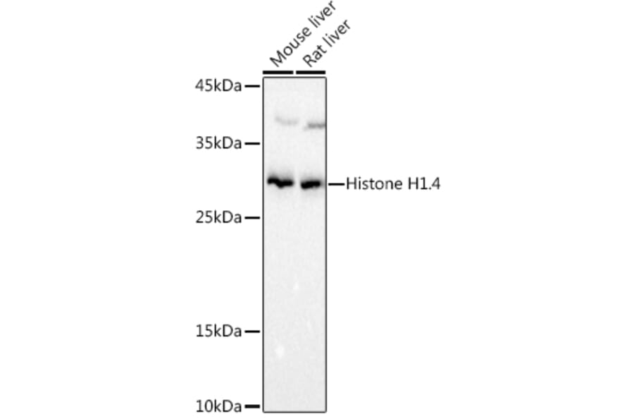 Western Blot - Anti-Histone H1.4 Antibody (A307751) - Antibodies.com