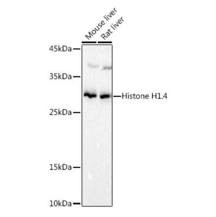Western Blot - Anti-Histone H1.4 Antibody (A307751) - Antibodies.com