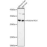 Western Blot - Anti-Histone H1.4 Antibody (A307751) - Antibodies.com