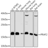 Western Blot - Anti-JM4/PRAF2 Antibody (A307754) - Antibodies.com