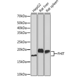 Western Blot - Anti-FHIT Antibody [ARC1401] (A307757) - Antibodies.com