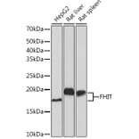 Western Blot - Anti-FHIT Antibody [ARC1401] (A307757) - Antibodies.com