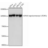 Western Blot - Anti-Topoisomerase I Antibody [ARC0708] (A307759) - Antibodies.com