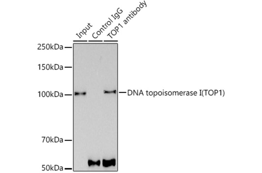 Western Blot - Anti-Topoisomerase I Antibody [ARC0708] (A307759) - Antibodies.com