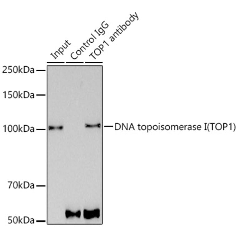Western Blot - Anti-Topoisomerase I Antibody [ARC0708] (A307759) - Antibodies.com